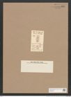 Navicula candida Schum. (de-Toni-Nr.: Genus 1, Species 194) Zeichnungen Sammlung Grunow Nr. 489 (NHMW-BOT-W0366830)